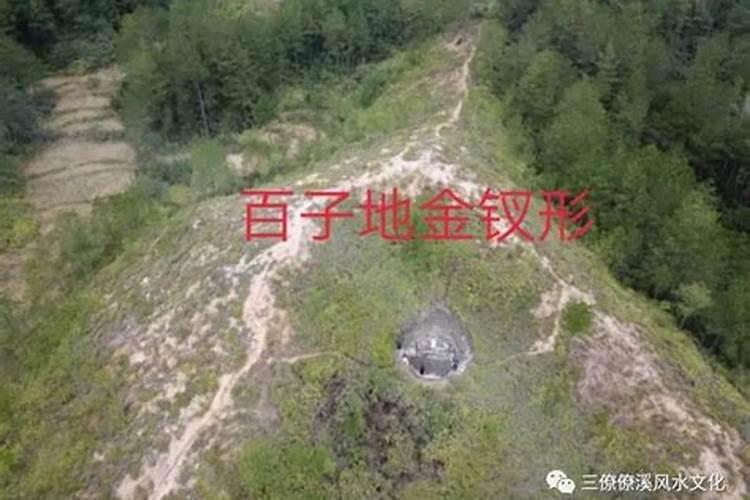 十大适合摆放在公司前台的绿植推荐 寓意好的十种公司前台绿植