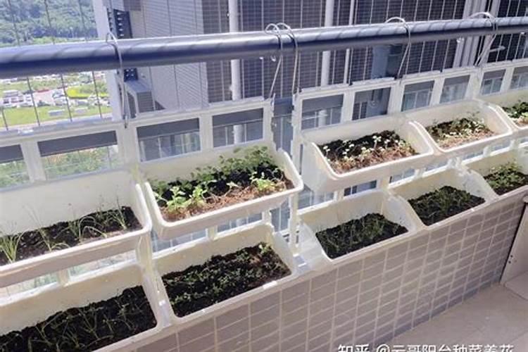 什么花盆养花最旺财气好