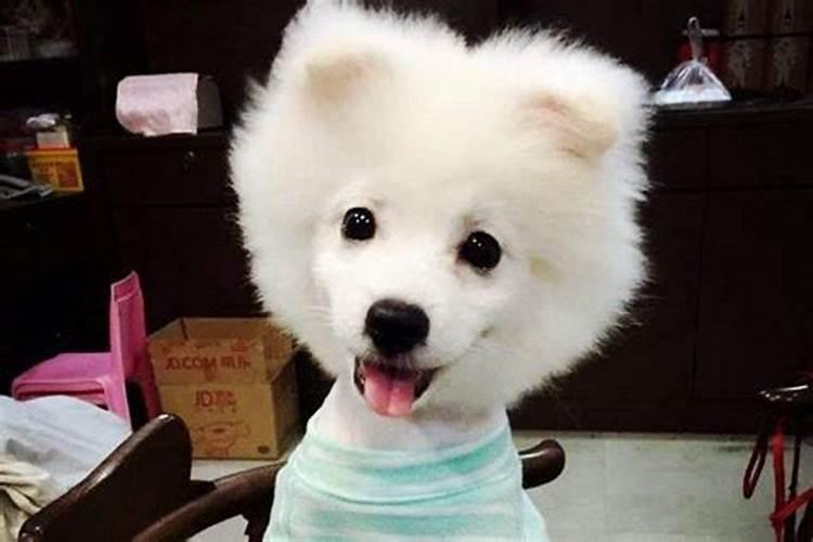 房子风水:养宠物猫狗的风水宜忌