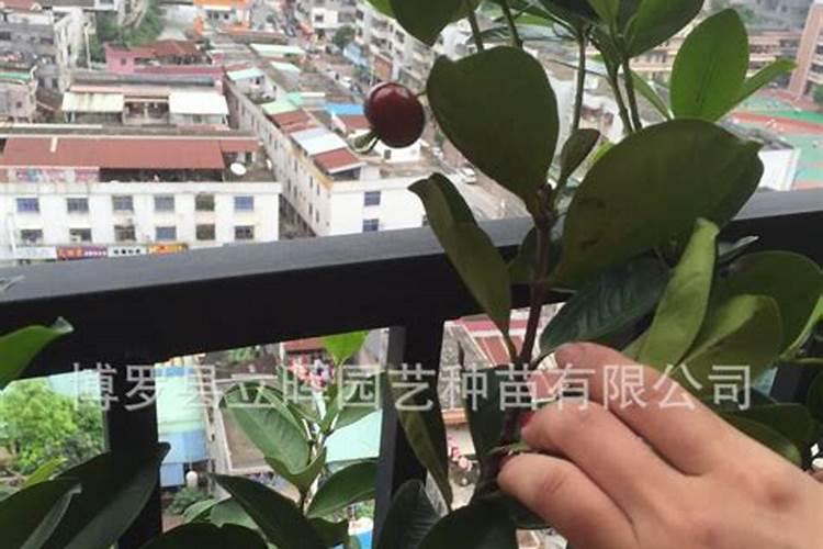 楼顶种什么果树最旺风水