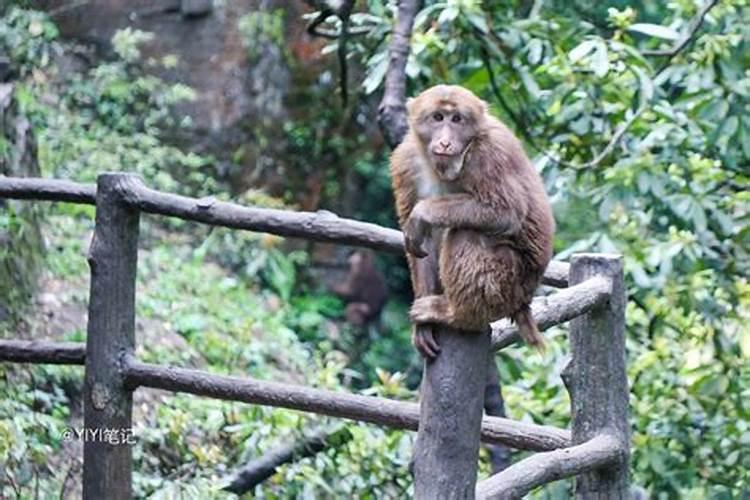 四月猴子满山溜怎么破解 四月出生属猴人的性格