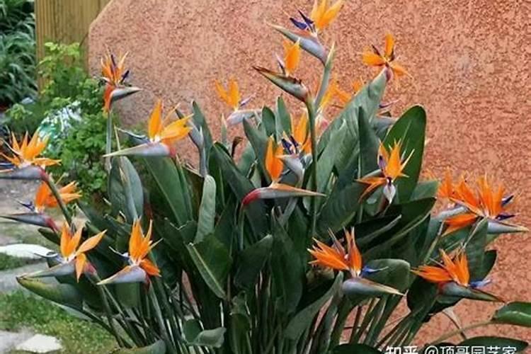 别墅外面一般种什么树、花？