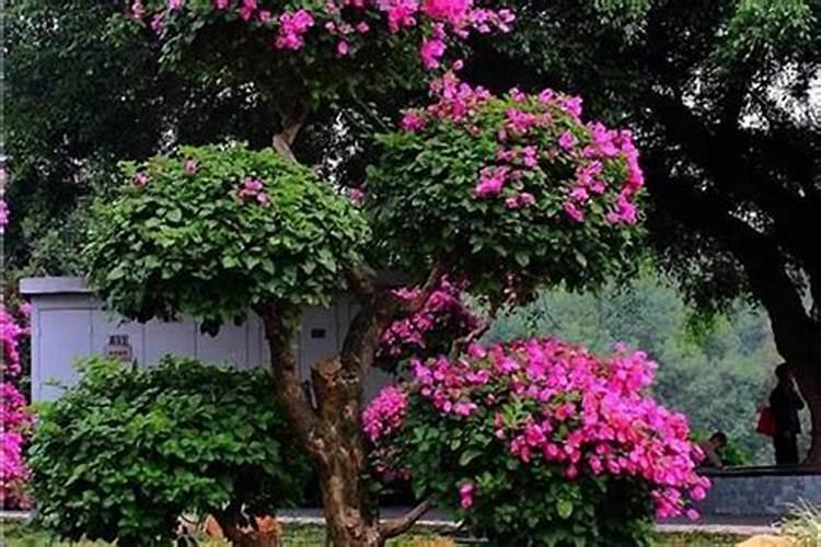 别墅住宅院子里种什么植物风水好
