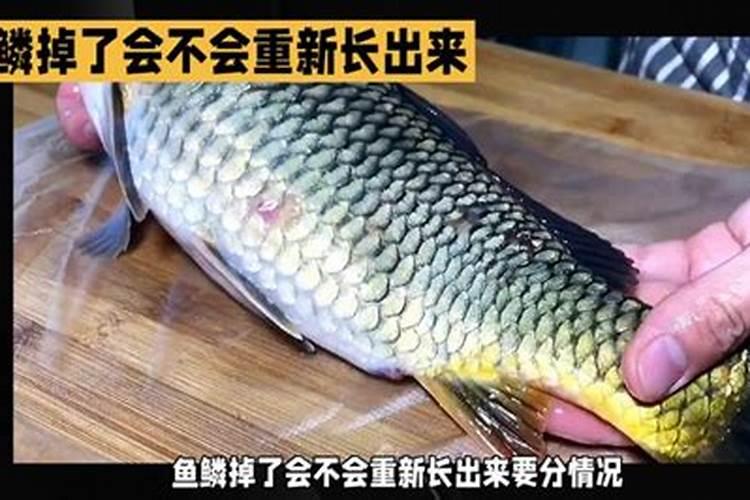 养鱼 风水