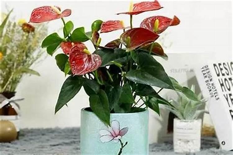 室内摆什么花最旺财风水