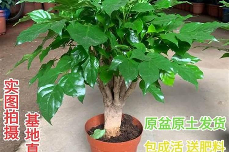 门口放什么盆景最旺风水