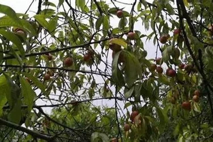 什么木头放墙角辟邪