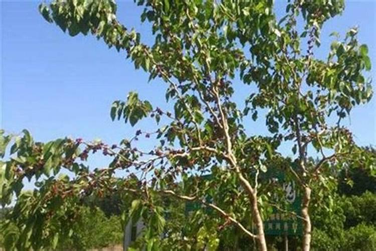 镇宅辟邪最厉害的植物办公室