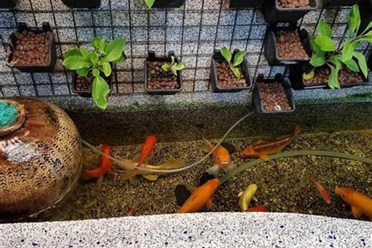 鱼池建在屋顶风水好吗？