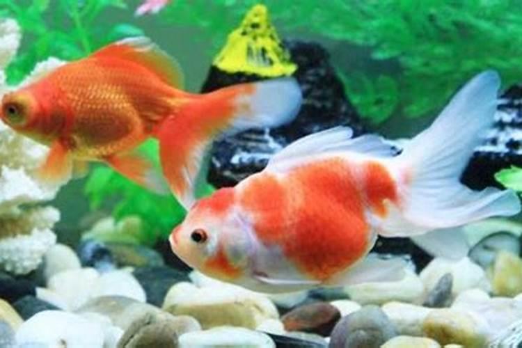 在房顶上养鱼从风水上讲吉利吗