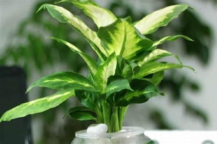 办公室风水植物摆放秘诀(助你提升财运)