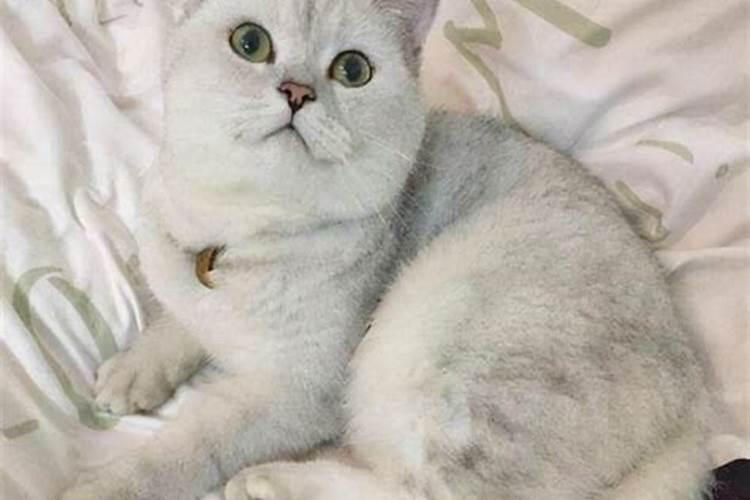 英短蓝猫辟邪吗