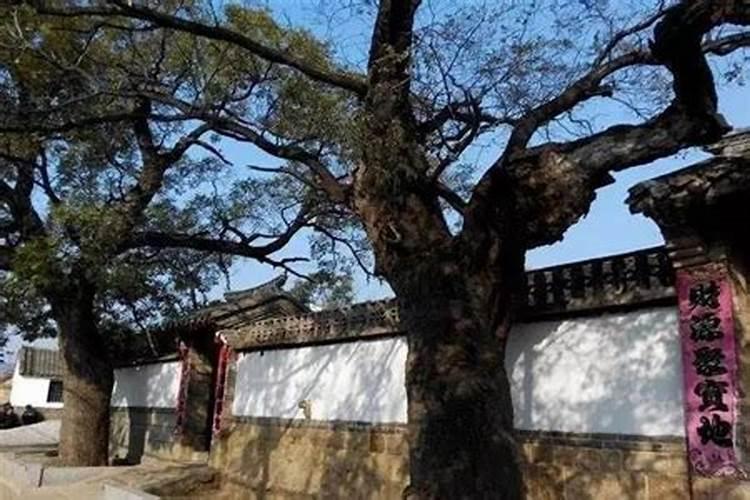 四季青树种在大门口两边风水好玛吗