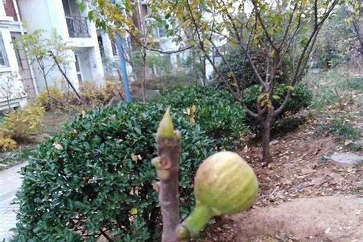 蚂蚁来家里预示什么