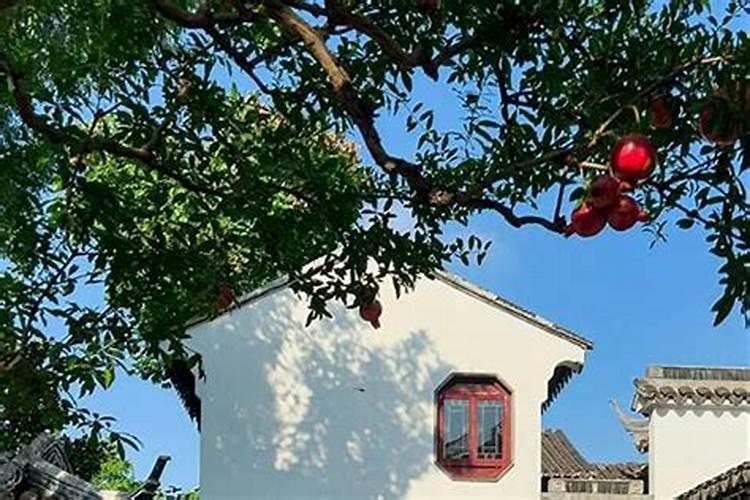 家里有蚂蚁是吉兆还是凶兆