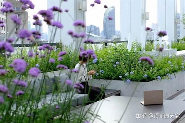 露台种什么花最旺宅风水