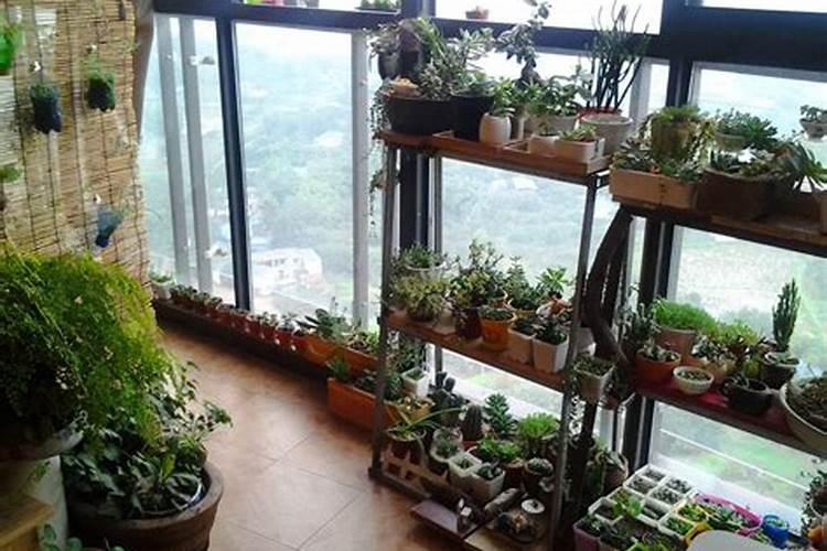 露台种什么植物最旺风水