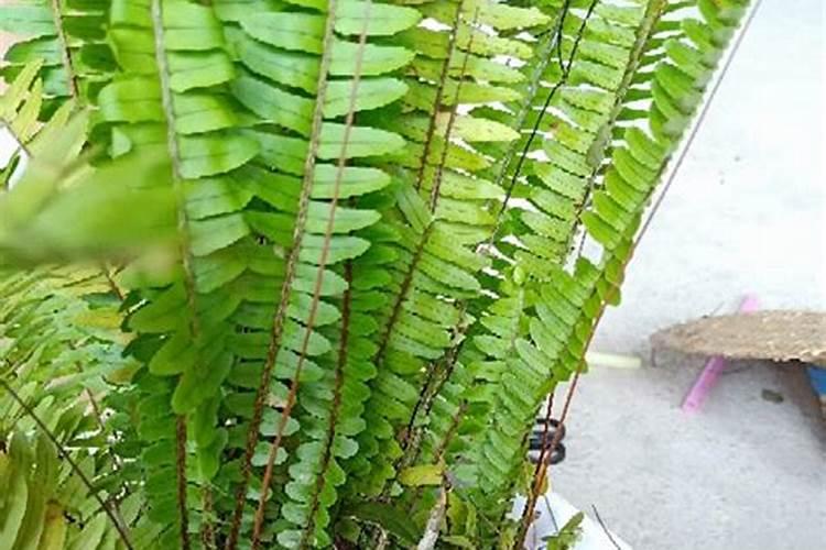 石竹怎么修剪,三种修剪方法让石竹花繁叶茂