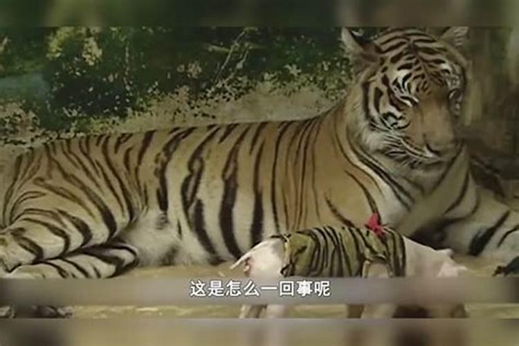 风水学中老虎是什么意思