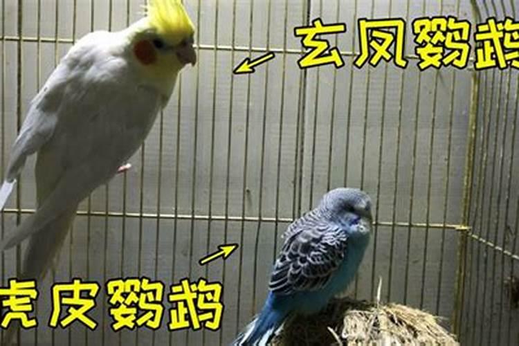 玄凤鹦鹉对风水好吗？