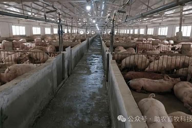 猪圈在正房什么方位好有什么说法
