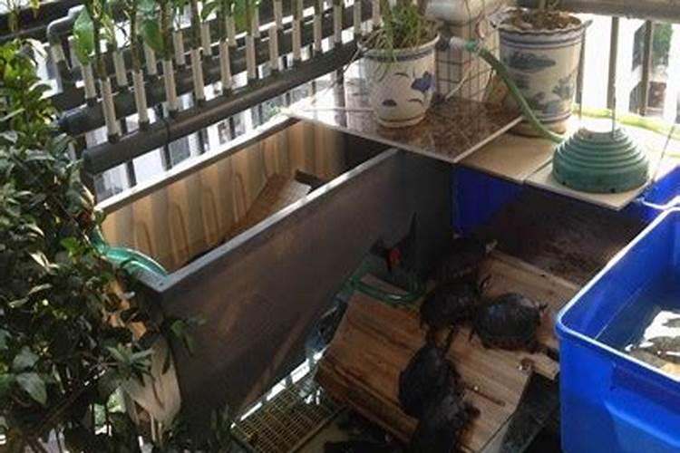 龙婆柳招财龟招财真的好吗,养招财龟有风水吗招财龟摆放禁忌