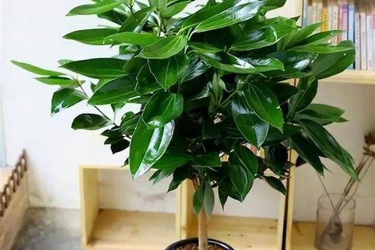 养什么花能给家里带来运气 家里最旺财的十种花有哪些？