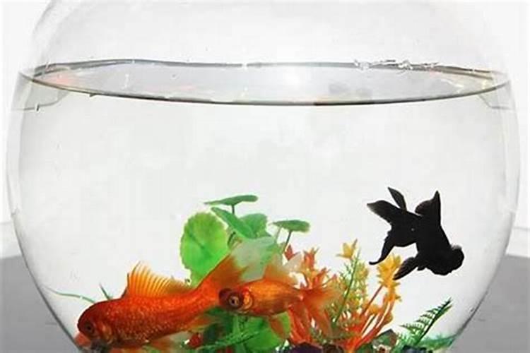 鱼缸 什么形状 风水