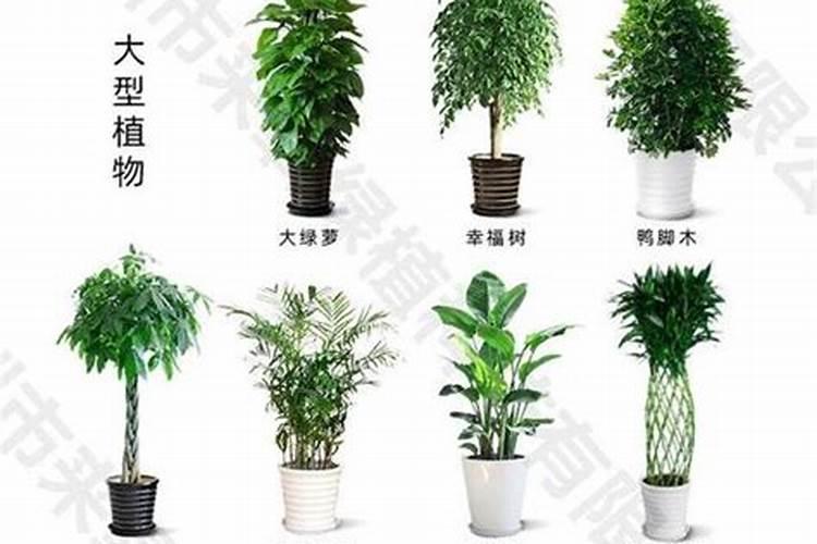 办公室花卉摆放风水