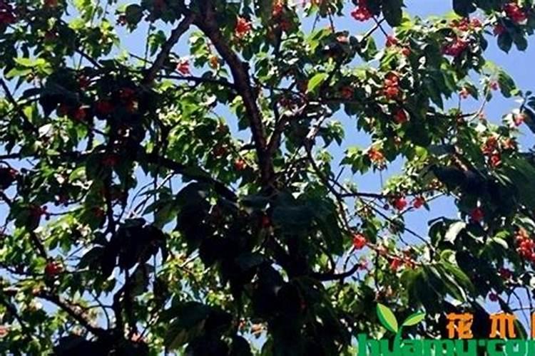 新鲜野生的黄菊花放在卧室里起什么作用？