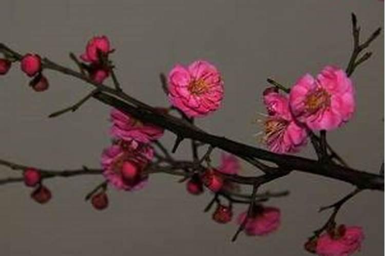 梅花能放在家里吗风水好吗