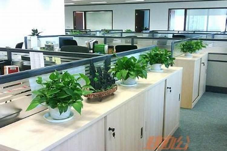 办公楼门前 5米处种一棵大树 会影响风水吗？