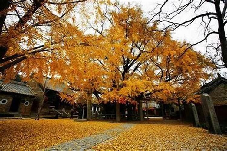 办公楼大门台阶放什么花草