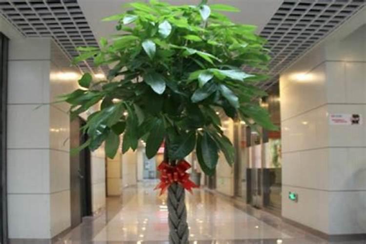 玄关处放什么植物风水好