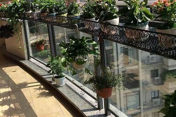 风水学家中种什么植物最好风水学家中种哪些植物最好