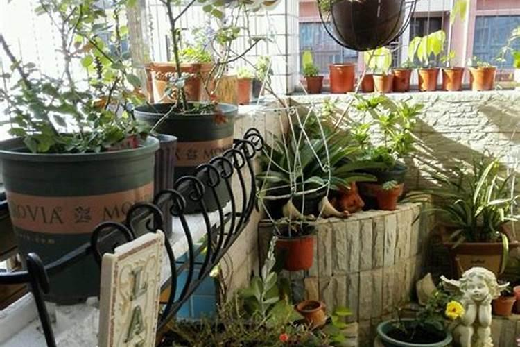 家中种什么花比较好 这十种花卉是最佳选择