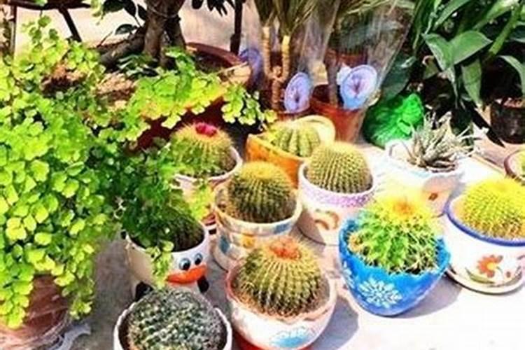 风水大师说家里不能养多肉