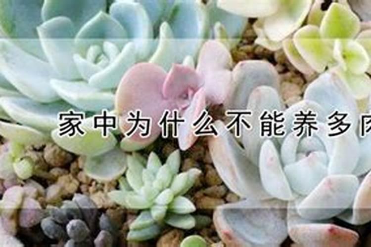 家里养多肉风水好吗