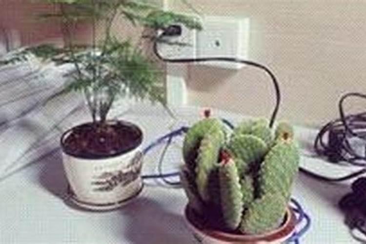 植物风水知识 多肉植物对家居风水好吗
