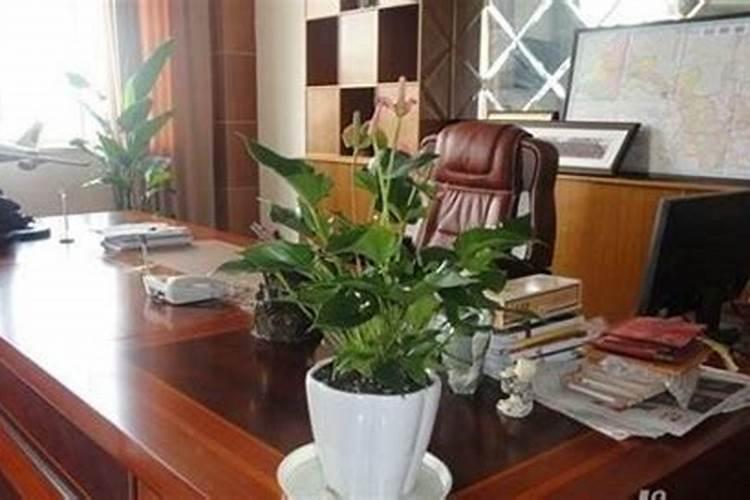 办公室最旺财的10种植物办公室花草摆放什么花旺财