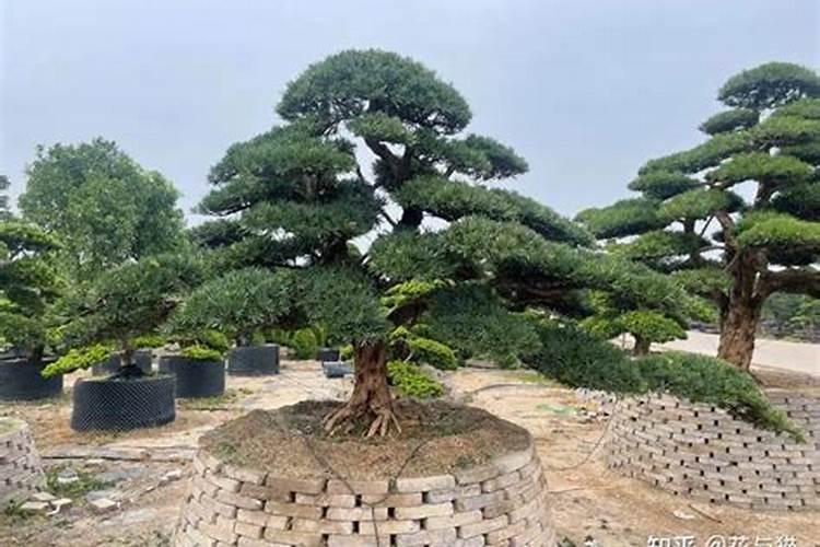 大门口种什么花木最旺