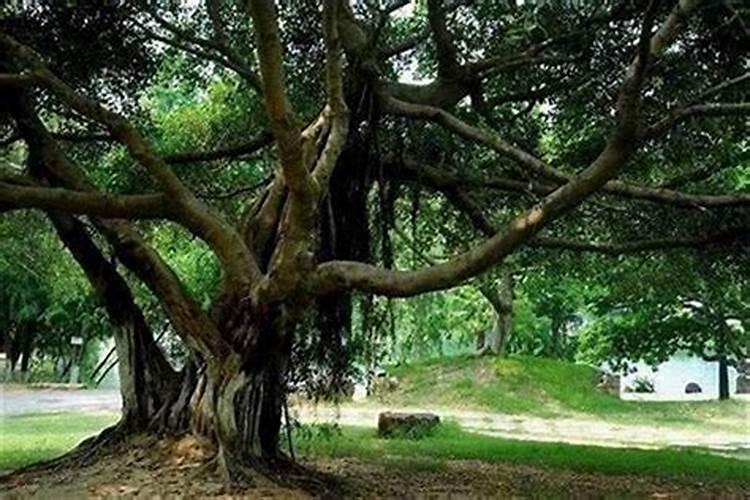 在家门口摆放一棵大叶榕树盘景好吗？风水好不好？