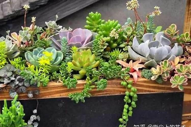 多肉放客厅风水好吗