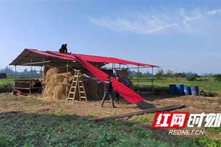 风水牛棚放什么最旺