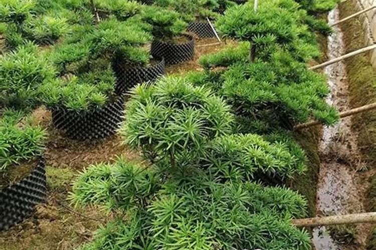 门前可以种罗汉松树吗