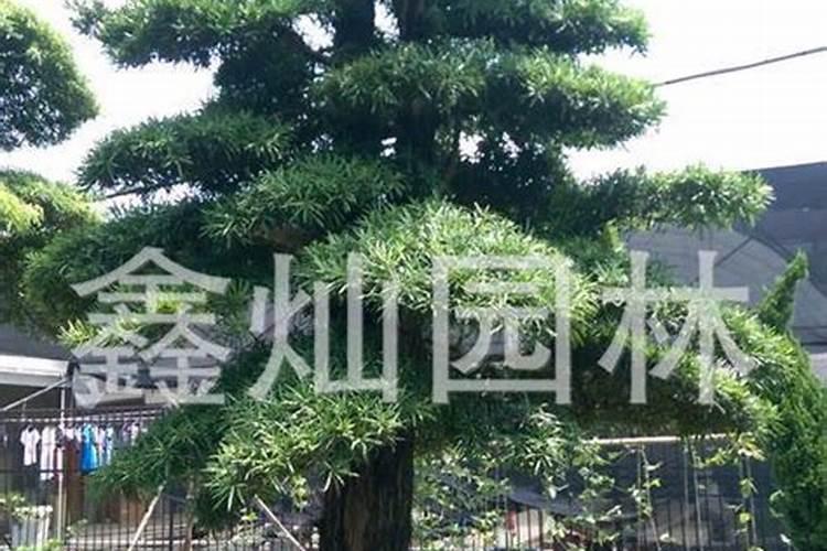 罗汉松可以种在家门口吗