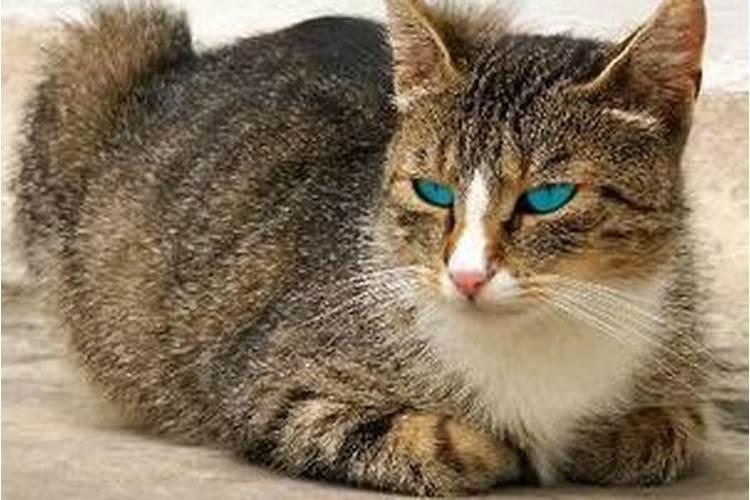 客厅摆放猫摆件好不好