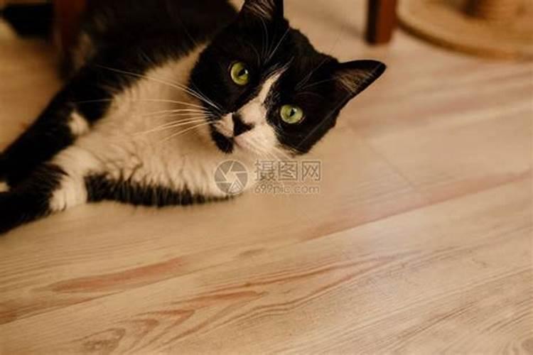 招财猫摆件的风水讲究有哪些