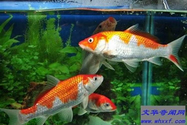 风水鱼养几条好旺财鱼缸摆放旺财位置