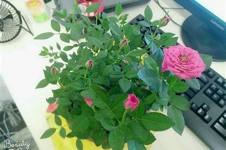 月季花风水上有忌讳吗